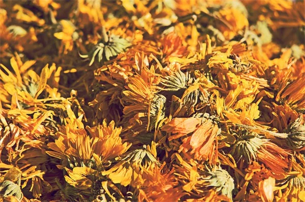 古い種がまだ使えるか即確認！3つの発芽テスト法