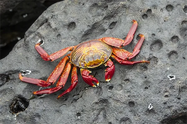 古い種がまだ使えるか即確認！3つの発芽テスト法