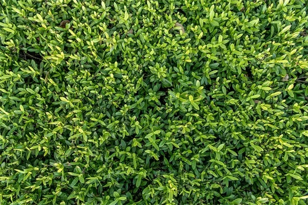 日光不足で植物が枯れる前に…知っておきたい光合成の仕組みと対処法
