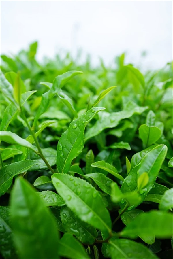 水仙の育て方：初心者でも失敗しない植え方とお手入れのコツ