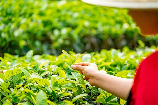 【厳選】初心者でも育てやすい低木8選｜失敗しないコツと注意点