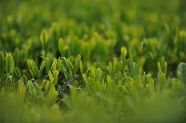 蛾は害虫だけじゃない？ あなたの庭の夜の花粉媒介者