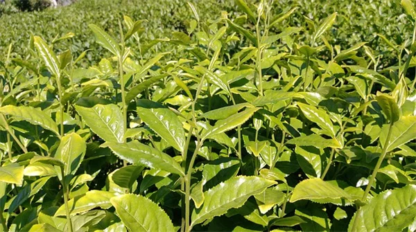 蛋壳种植の簡単なやり方と注意点を実体験から紹介